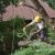 Avondale Estates Tree Removal by Pro Landscaping